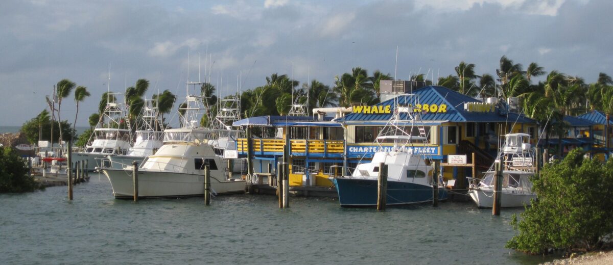 Sportfishing charter boats moored at Whale Harbor Marina in Islamorada beneath palms