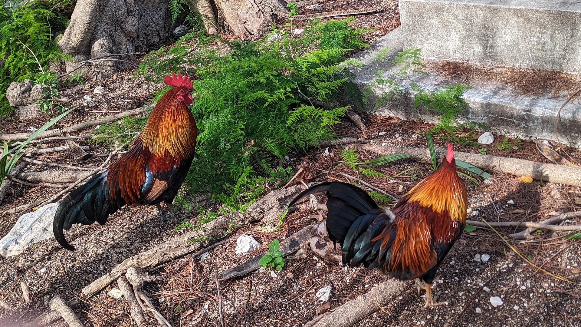 Two brightly colored roosters among ferns and fallen branches on rough ground beside a low stone wall