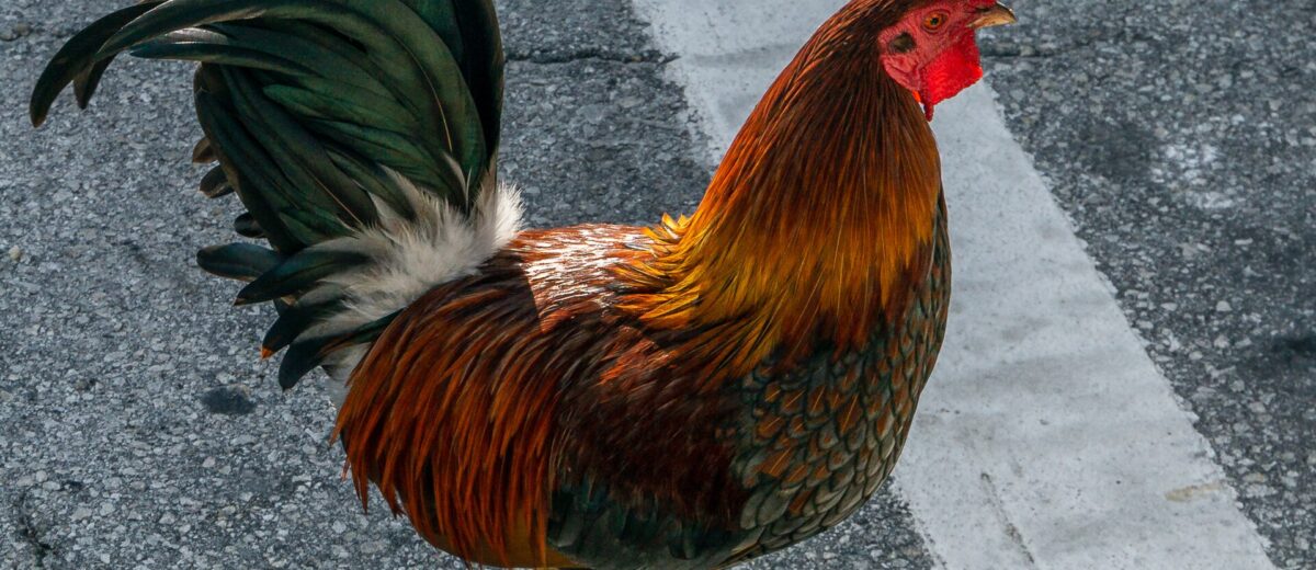 A rooster with a bright red comb, orange neck feathers and a green-black tail walking across a painted line on a Key West street