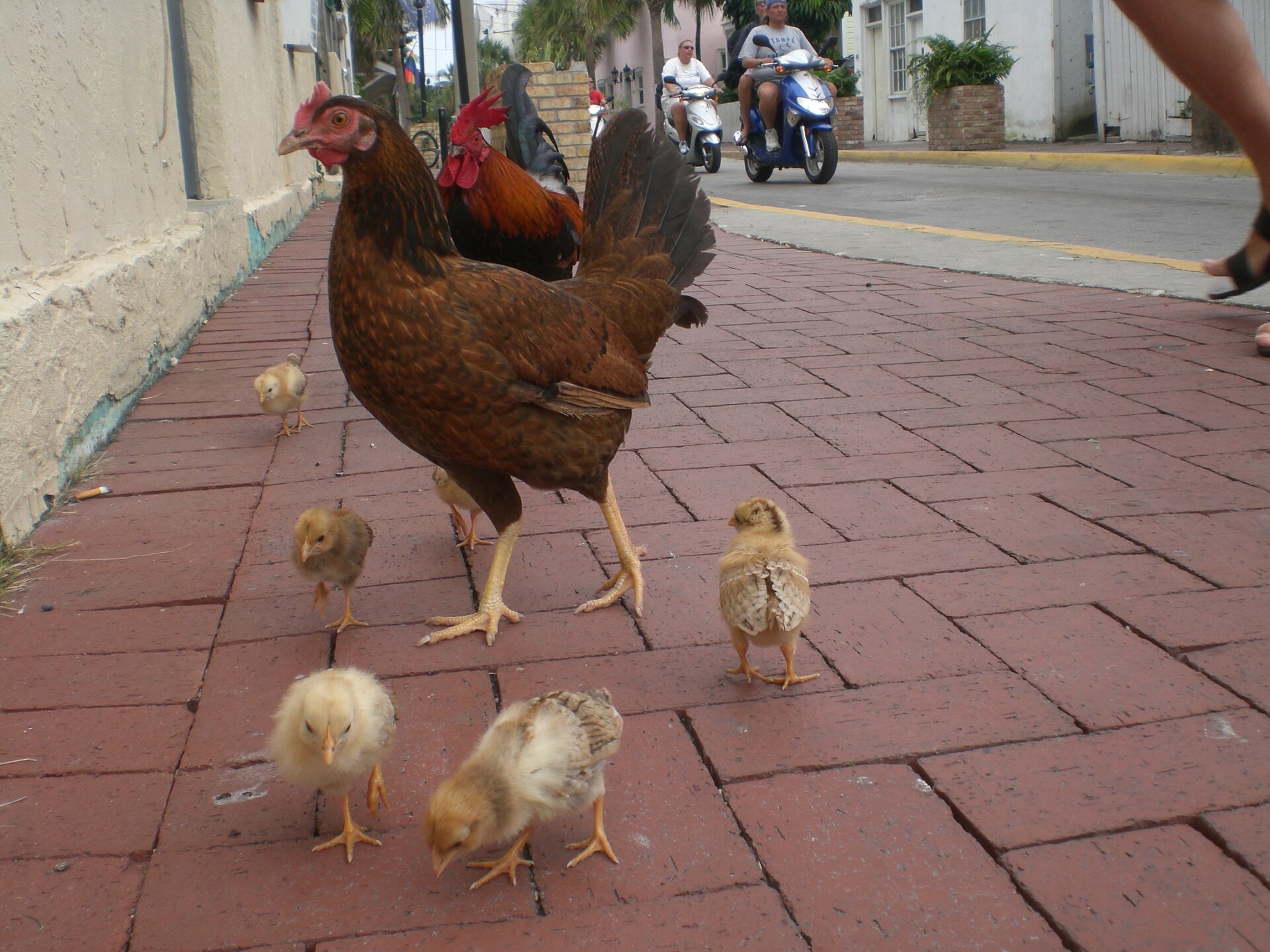 A hen with five small chicks on a red brick sidewalk, with a rooster behind her and a scooter rider in the street beyond