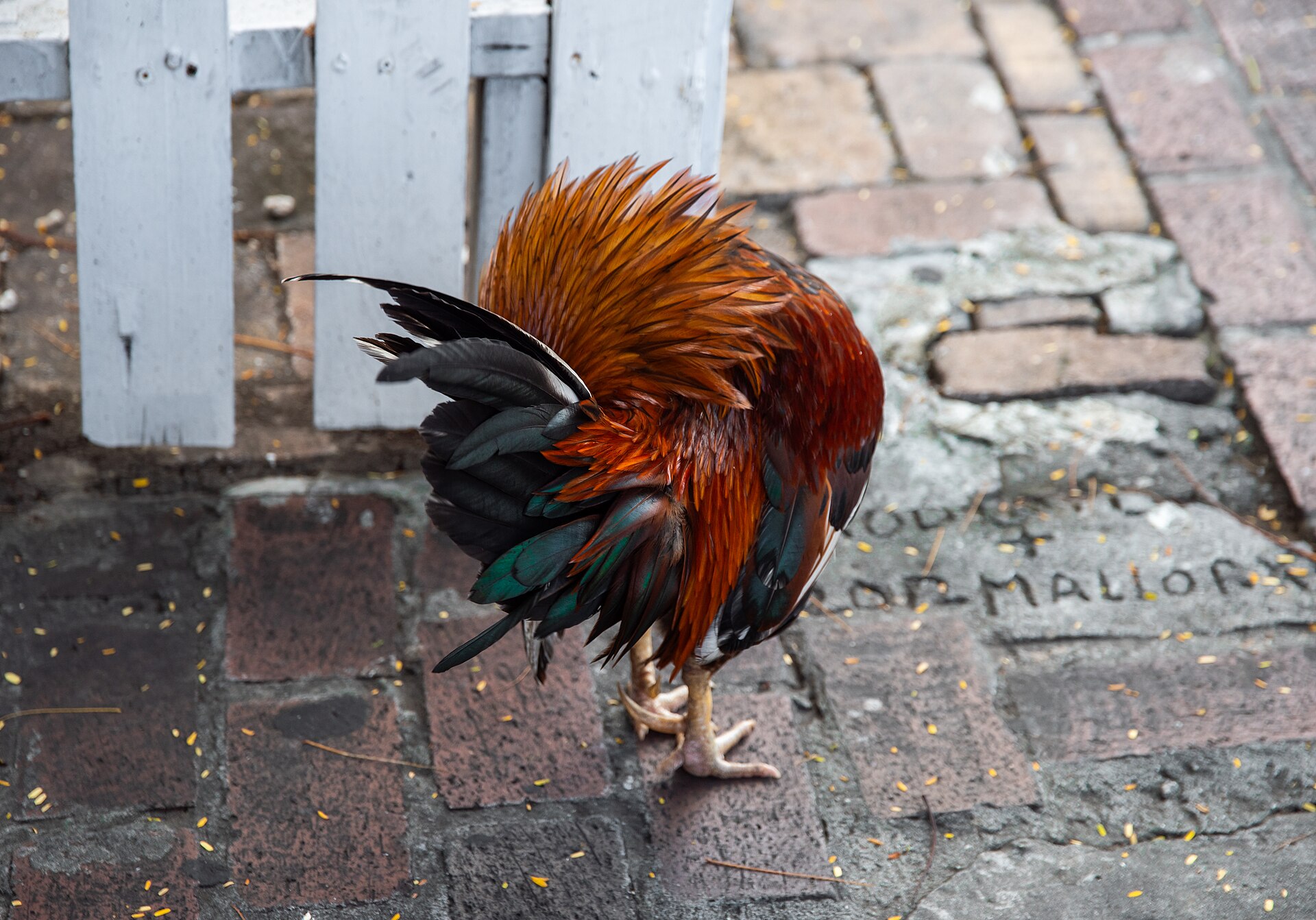 A rooster with glossy orange and green-black feathers preening beside a white picket fence on an old brick sidewalk