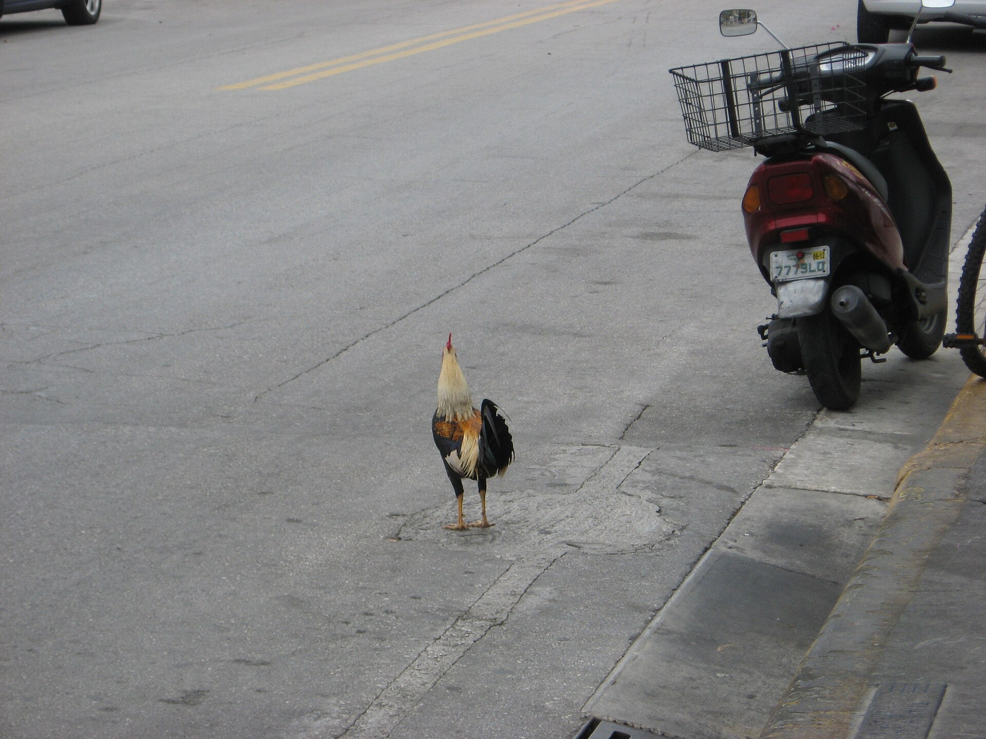 A rooster standing in the middle of a paved street next to a parked scooter with a front basket