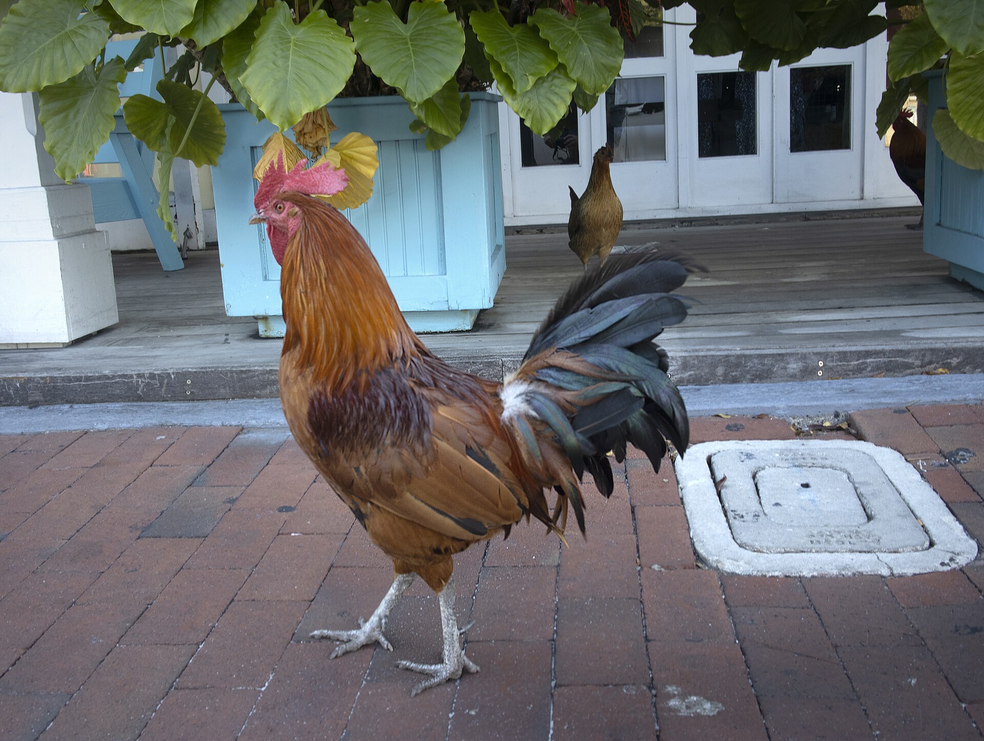 A rooster with golden neck feathers and a dark tail walking across a red brick sidewalk in front of a shop with potted plants