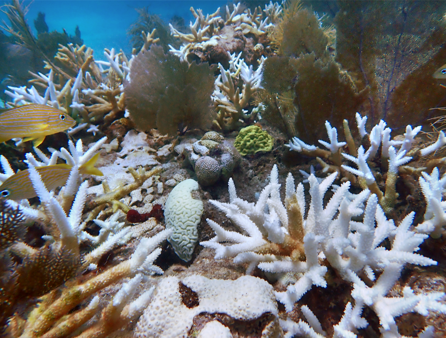 Bleached white staghorn and brain corals among sea fans on a reef, with yellow striped fish swimming past